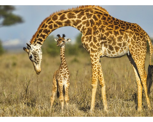 Fototapete Vlies Masai Giraffe Protecting Baby 350 x 260 cm-0