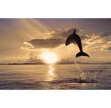 Fototapete Vlies Jumping Dolphin 350 x 260 cm-thumb-0