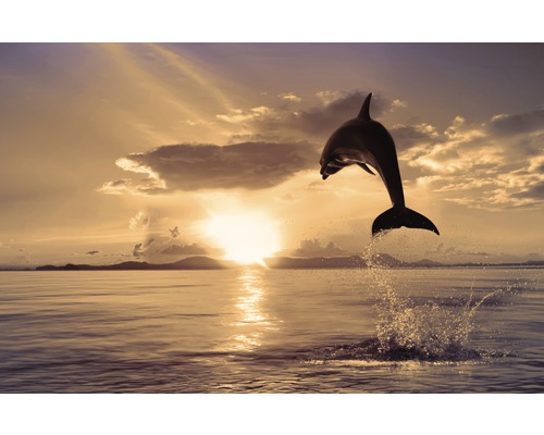 Fototapete Vlies Jumping Dolphin 350 x 260 cm-0