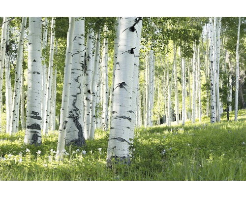 Fototapete Vlies 21989 Birch Forest 8-tlg. 400 x 260 cm