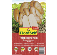 Pflanzkartoffeln FloraSelf Select Solanum tuberosum 'Mandel' 10 Stk-thumb-0