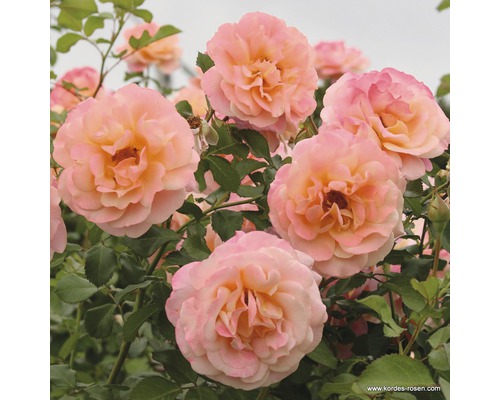 Kletterrose Rosa 'Peach Melba' H 30-40 cm Co 5 L
