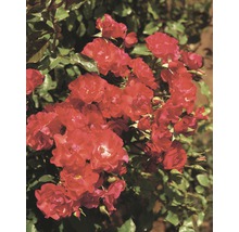 Kletterrose Rosa 'Crimson Siluetta' H 60-80 cm Co 5 L-thumb-0