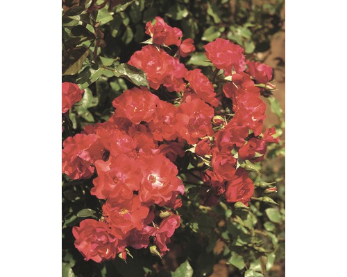 Kletterrose Rosa 'Crimson Siluetta' H 60-80 cm Co 5 L
