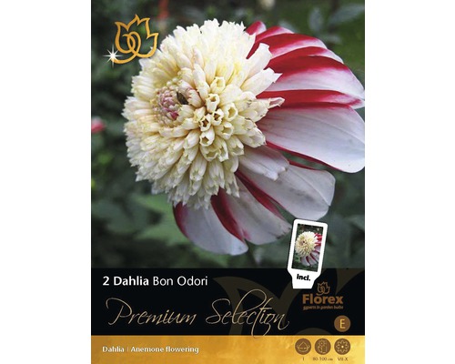 Blumenzwiebel Premium Dahlie 'Bon Odori' 2 Stk.