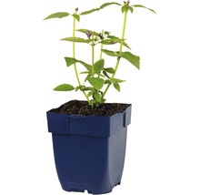Duftnessel FloraSelf Agastache-Cultivars 'Blue Fortune' H 5-70 cm Co 0,5 L-thumb-2