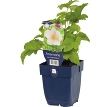 Herbst-Anemone FloraSelf Anemone tomentosa 'Robustissima' H 5-40 cm Co 0,5 L-thumb-0