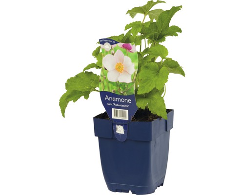 Herbst-Anemone FloraSelf Anemone tomentosa 'Robustissima' H 5-40 cm Co 0,5 L-0