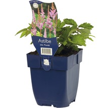 Chinesische Astilbe FloraSelf Astilbe chinensis 'Pumila' H 5-40 cm Co 0,5 L-thumb-1