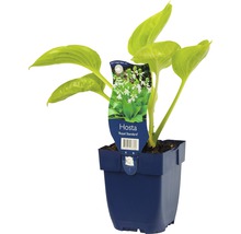 Funkie, Herzlilie Hosta-Cultivars 'Royal Standard' H 5-60 cm Co 0,5 L (6 Stk.)-thumb-0