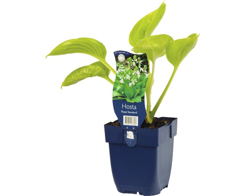 Funkie, Herzlilie Hosta-Cultivars 'Royal Standard' H 5-60 cm Co 0,5 L (6 Stk.)-0