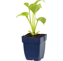 Funkie, Herzlilie Hosta-Cultivars 'Royal Standard' H 5-60 cm Co 0,5 L (6 Stk.)-thumb-1