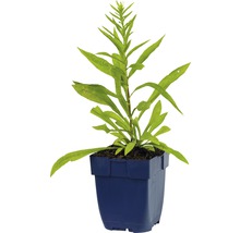 Goldrute Solidago-Cultivars 'Srahlenkrone' H 5-80 cm Co 0,5 L (6 Stk.)-thumb-2
