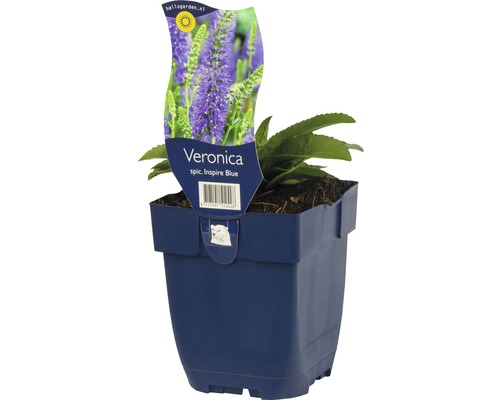 Ähriger Ehrenpreis FloraSelf Veronica spicata 'Inspire Blue' H 5-25 cm Co 0,5 L