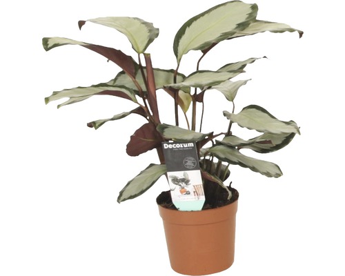 Korbmaranthe FloraSelf Calathea argentea 'Pictorata' H 35-45 cm Ø 12 cm Topf