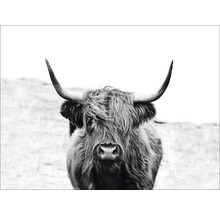 Leinwandbild Scottish Higland Cattle 116x84 cm-thumb-0