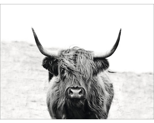 Leinwandbild Scottish Higland Cattle 116x84 cm-0