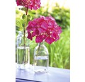 Ballhortensie Endless Summer Hydrangea macrophylla 'Summer Love' H 30-35 cm Co 5 L rot