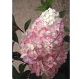 Rispenhortensie Hydrangea paniculata 'Vanille Fraise' H 100-125 cm Co 18 L