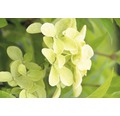 Rispenhortensie Hydrangea paniculata 'Magical Candle' ® H 100-125 cm Co 18 L
