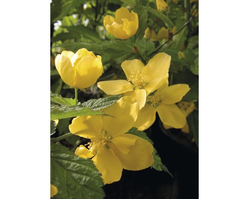 Ranunkelstrauch FloraSelf Kerria japonica "Golden Guinea" H 60-80 cm Co 4,5 L