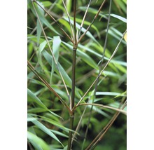 Bambus 'Asian Wonder' FloraSelf Fargesia 'Asian Wonder' H 80-100 cm Co 10 L-thumb-1
