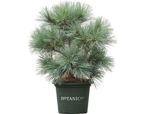 Weymouthskiefer Botanico Pinus strobus 'Radiata' H 50-60 cm Co 10 L