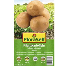 Pflanzkartoffeln FloraSelf Solanum tuberosum 'Adretta' 10 Stk.-thumb-0