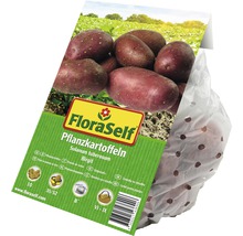 Pflanzkartoffeln FloraSelf Solanum tuberosum 'Birgit' 10 Stk.-thumb-1