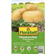 Pflanzkartoffeln FloraSelf Solanum tuberosum 'Cilena' Festkochend 10 Stk.-thumb-0
