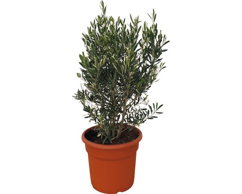 Olivenbaum FloraSelf Olea europaea H 90-110 cm Ø 35 cm Topf