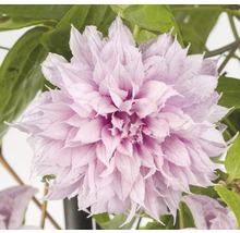 Großblumige Waldrebe Clematis Hybride 'Multi Pink' H 50-70 cm Co 2,3 L-thumb-0