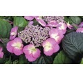 Berghortensie Hydrangea serrata 'Cotton Candy' H 30-40 cm Co 5 L