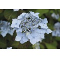 Berghortensie Hydrangea serrata 'Blue Deckle' H 30-40 cm Co 5 L
