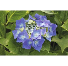 Blaue Tellerhortensie 'Blaumeise' Hydrangea macrophylla 'Blaumeise' H 30-40 cm Co 5 L-thumb-0