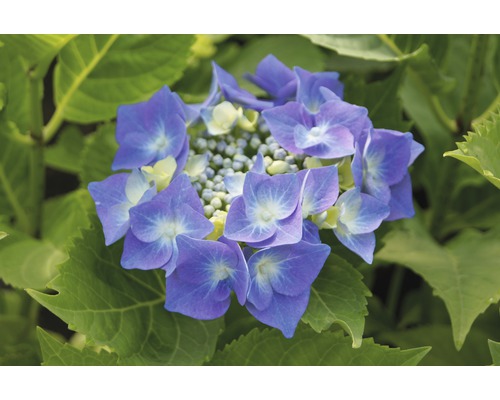 Blaue Tellerhortensie 'Blaumeise' Hydrangea macrophylla 'Blaumeise' H 30-40 cm Co 5 L