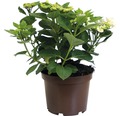 Weiße Tellerhortensie Hydrangea macrophylla 'Benxi' H 30-40 cm Co 5 L