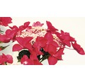 Rote Tellerhortensie Hydrangea macrophylla 'Red Bull' H 30-40 cm Co 5 L