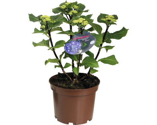 Tellerhortensie blau mit schwarzem Stiel Hydrangea macrophylla 'Zorro' H 30-40 cm Co 5 L