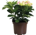 Rosa Tellerhortensie Hydrangea macrophylla 'Frisbee Pink' H 30-40 cm Co 5 L