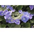 Tellerhortensie blau mit schwarzem Stiel Hydrangea macrophylla 'Zorro' H 30-40 cm Co 5 L