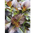 Rote Tellerhortensie mit dunkelrotgrünem Laub Hydrangea macrophylla 'Dark Angel' H 30-40 cm Co 5 L