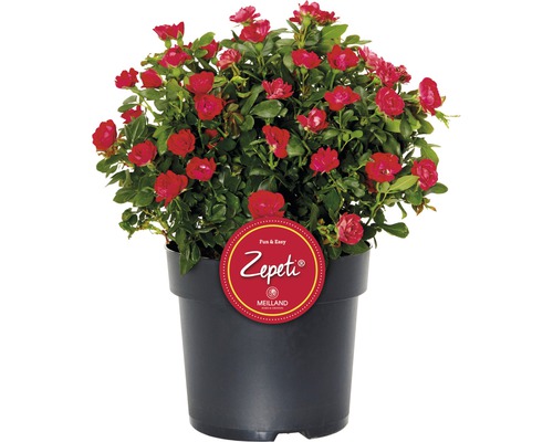 Rose 'Zepeti' ® H 30-40 cm Co 6 L