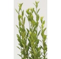 Säulen Bergilex FloraSelf Ilex crenata 'Fastigiata' H 30-40 cm Co 2 L