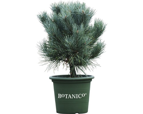 Pinus sylvestris `Watereri` H 30-40 cm Co 6 L