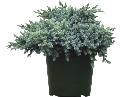 Blauer Kissenwacholder FloraSelf Juniperus squamata 'Blue Star' H 25-30 cm Co 3,7 L