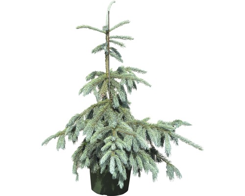 Engelmannfichte FloraSelf Picea engelmannii 'Glauca' H 80-100 cm Co 15 L
