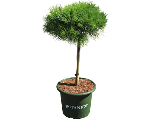 Schwarzkiefer Stämmchen Pinus nigra 'Marie Bregeon' H 40 cm Co 10 L