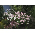 Rispenhortensie FloraSelf Hydrangea paniculata 'Pinky Winky' H 80-100 cm Co 15 L