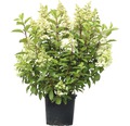 Rispenhortensie FloraSelf Hydrangea paniculata 'Pinky Winky' H 80-100 cm Co 15 L
